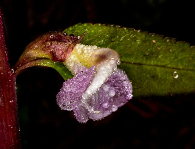 Pedicularis racemosa 20-9783.jpg